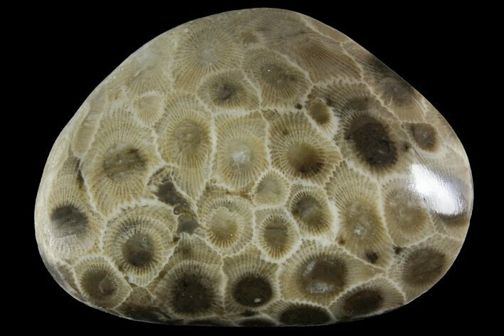Polished Petoskey Stone (Fossil Coral) - Michigan #156040